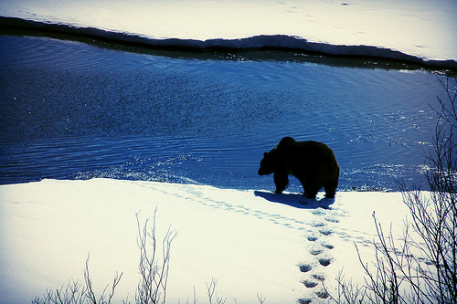 Bär im Grand Teton NP