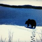 Bär im Grand Teton NP