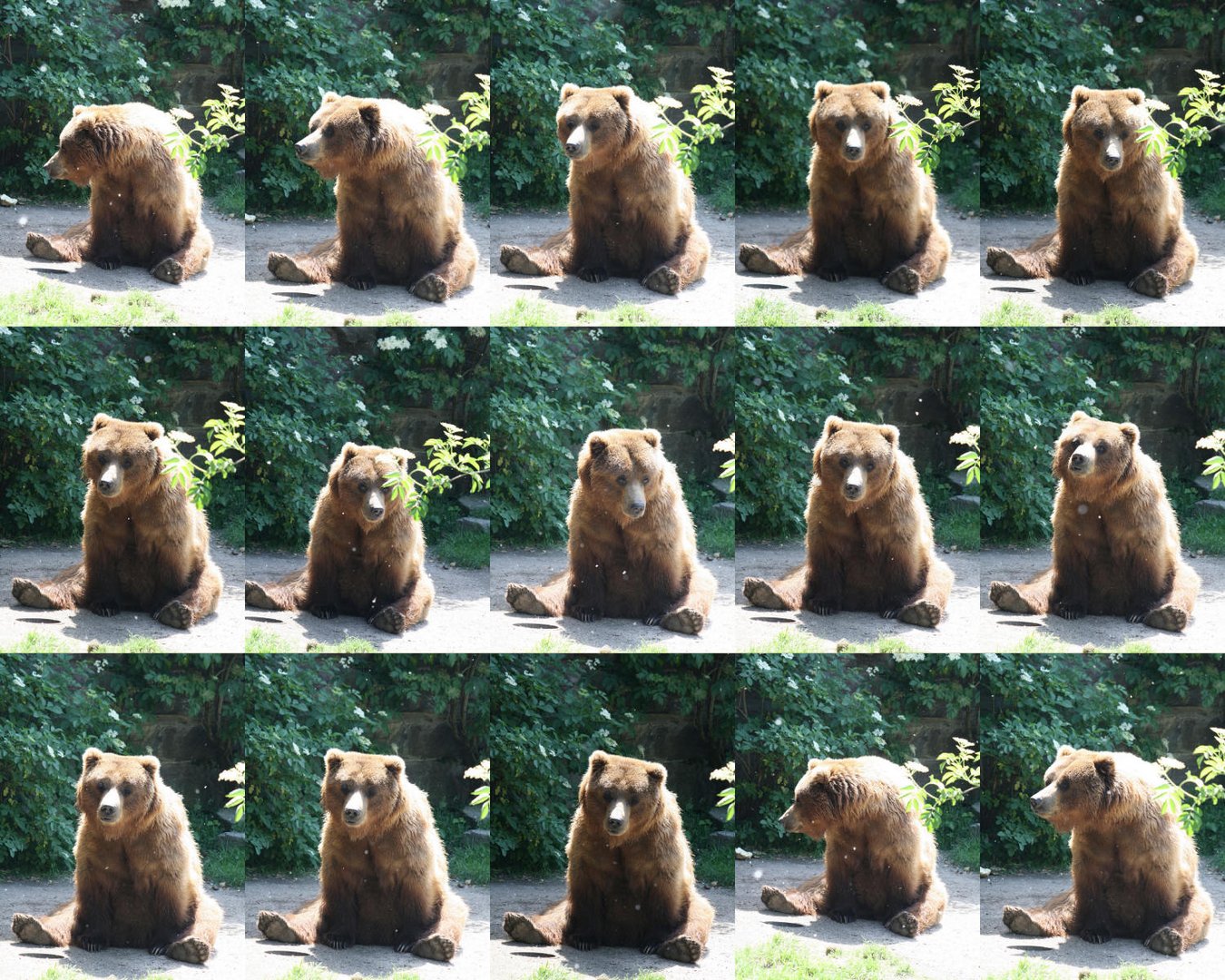 Bär im Kölner Zoo bei der Mittagsruhe