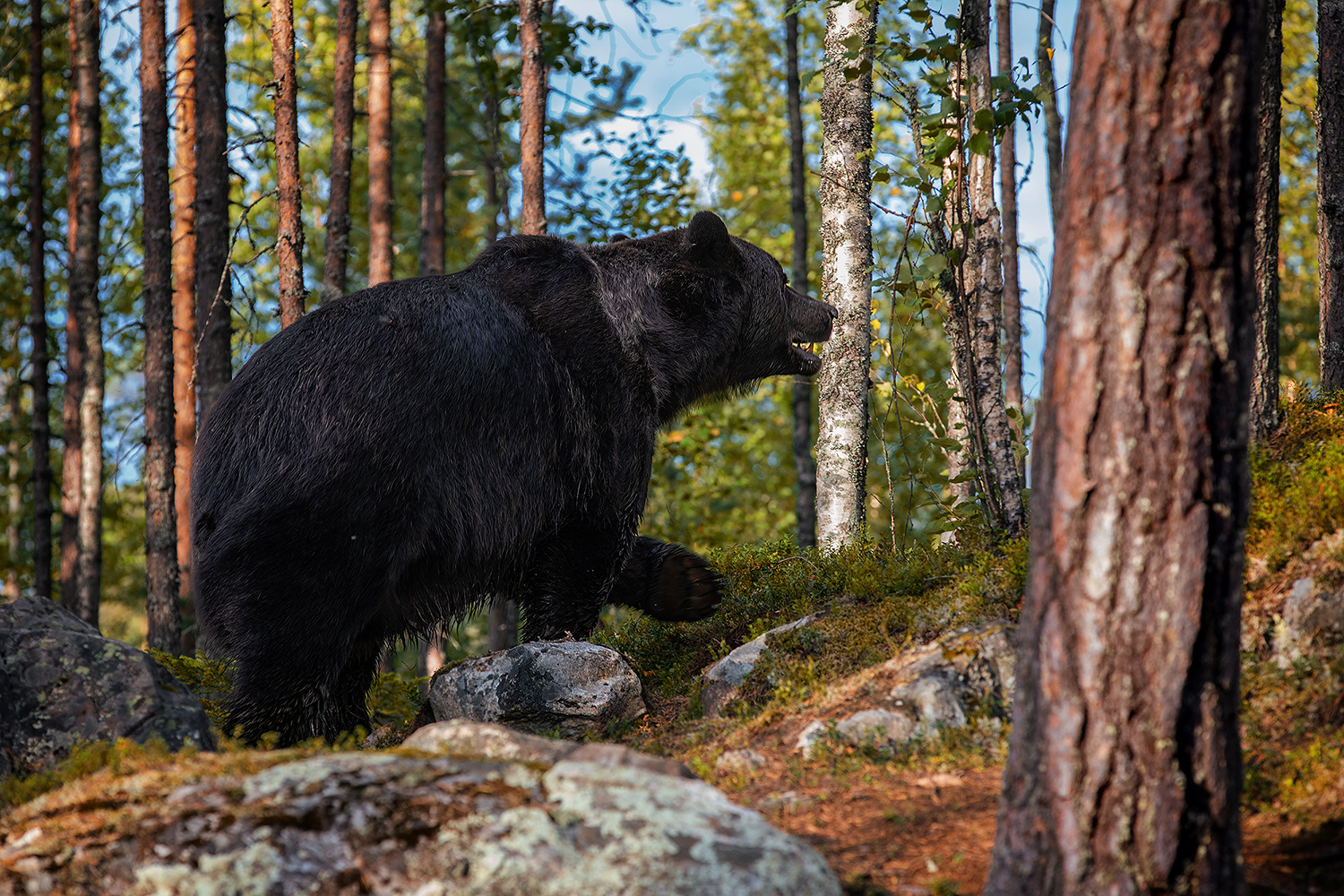 Bär im Licht der Abendsonne