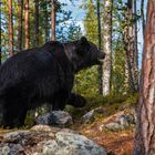 Bär im Licht der Abendsonne