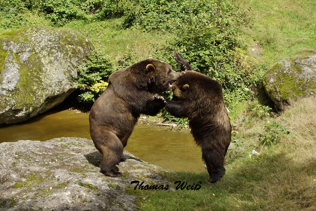 Bär im Nationalpark Bayerischer Wald 1