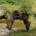 Bär im Nationalpark Bayerischer Wald 1