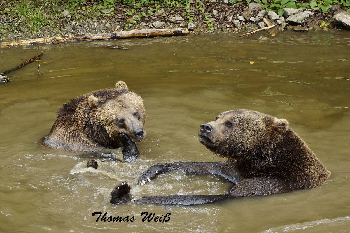 Bär im Nationalpark Bayerischer Wald 2