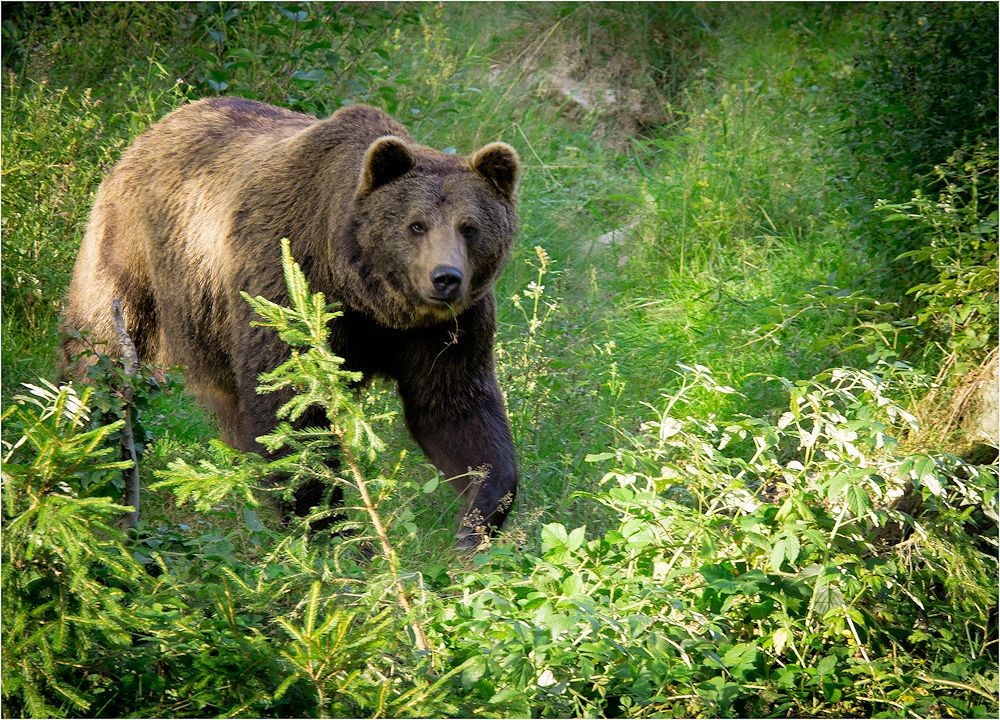 bär im nationalpark bay.wald...