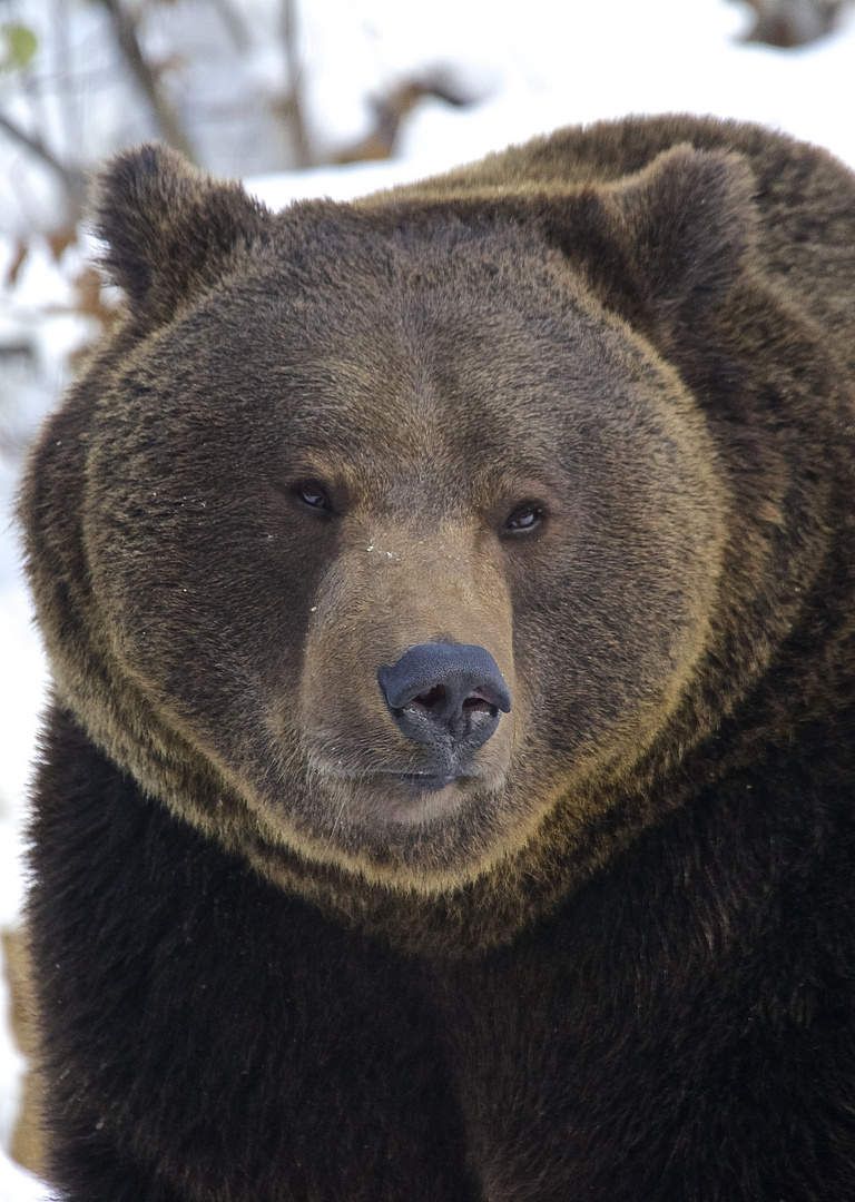 Bär im Nationalpark Bay.Wald