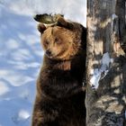 Bär im NP Bayerischer Wald