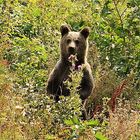 Bär im Paklenica Nationalpark