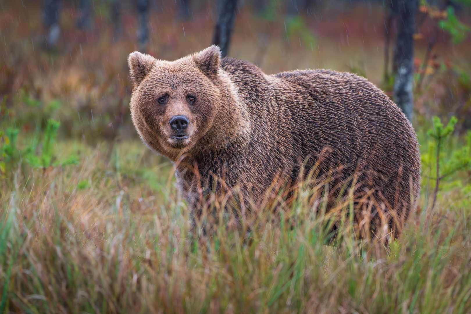 Bär im Regen