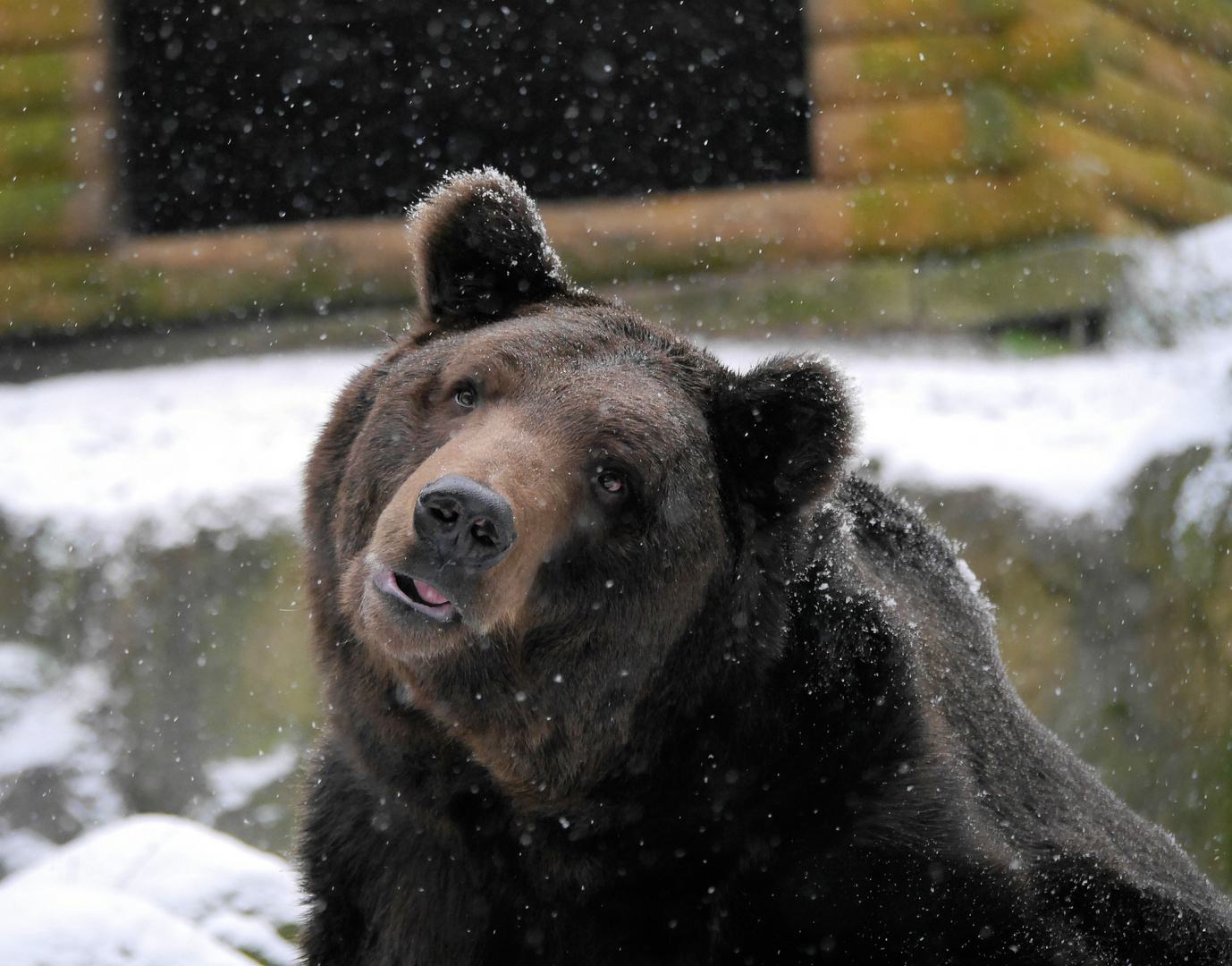 Bär im Schnee