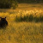 Bär im Sonnenuntergang