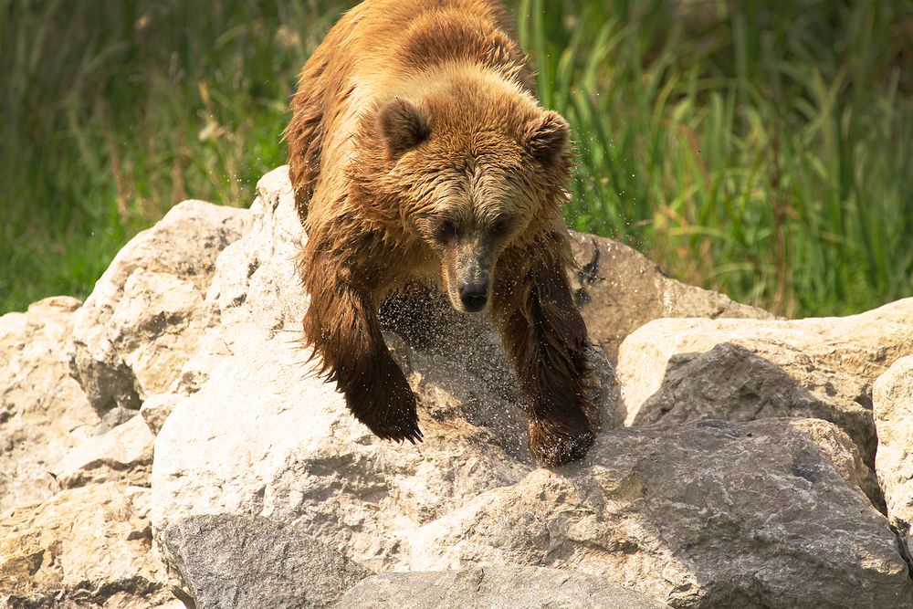 Bär im Sprung