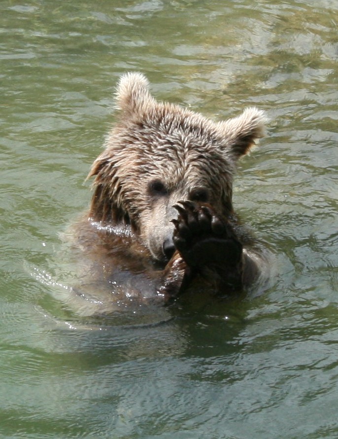 Bär im Tierpark Goldau