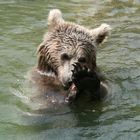 Bär im Tierpark Goldau