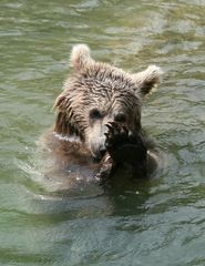 Bär im Tierpark Goldau