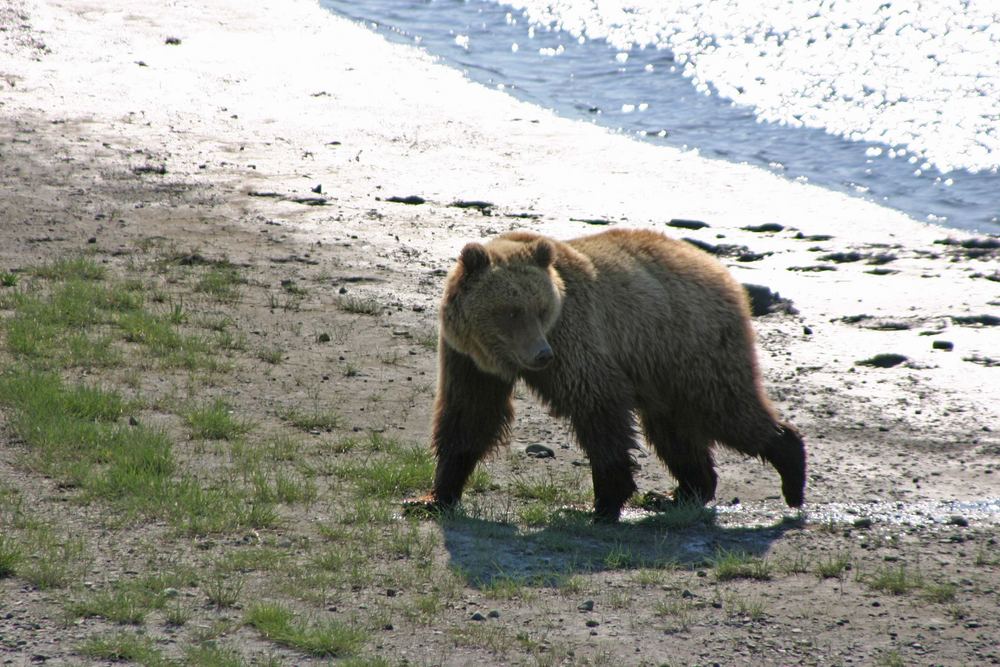 Bär im Uferschlamm