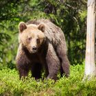 Bär im Wald