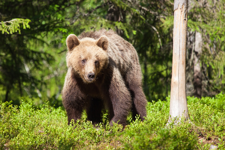 Bär im Wald