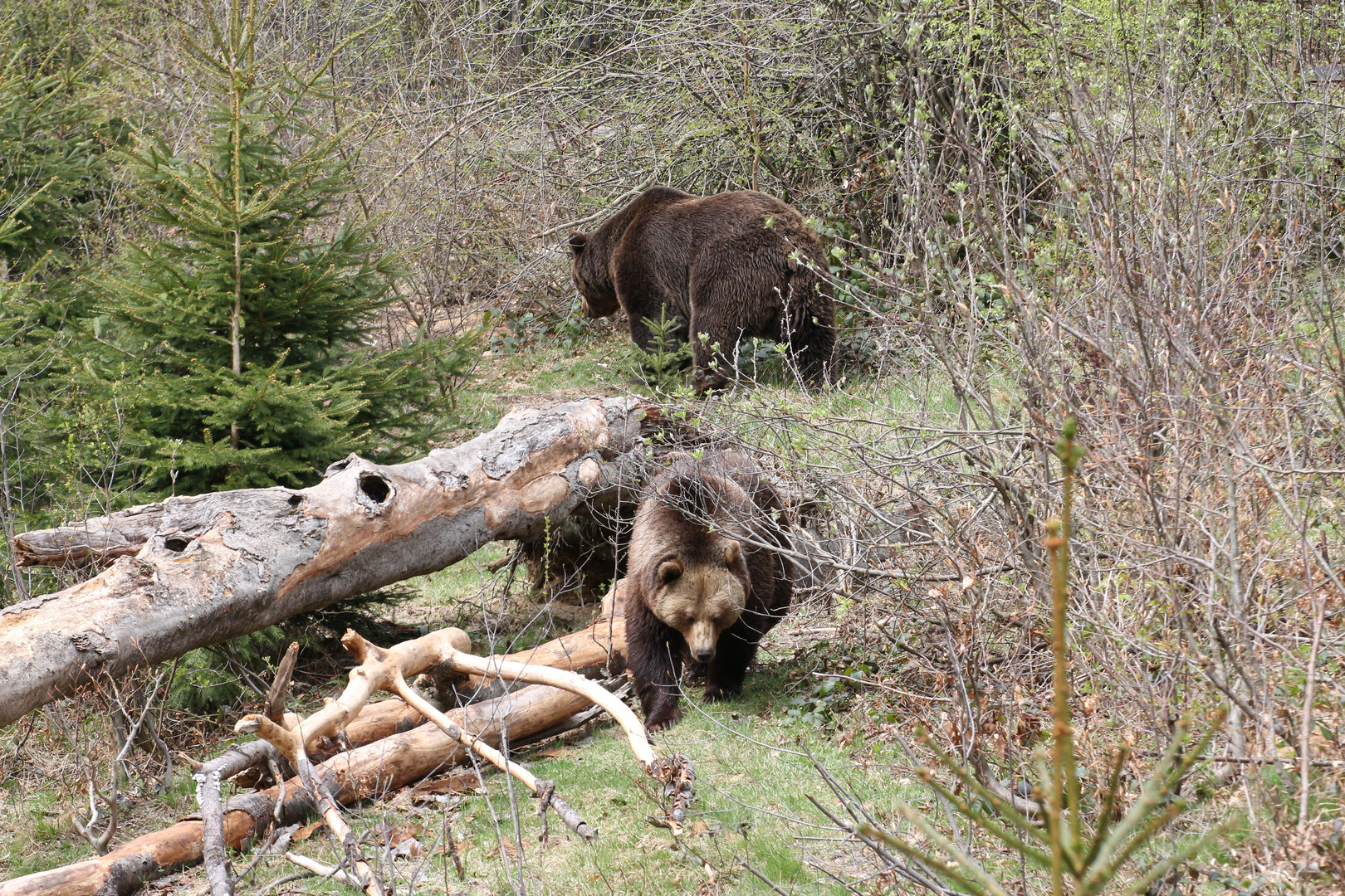 Bär im Wald