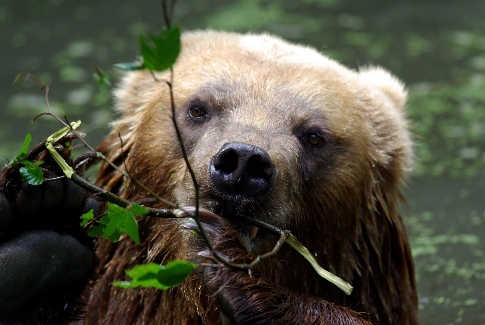 Bär im Wasser