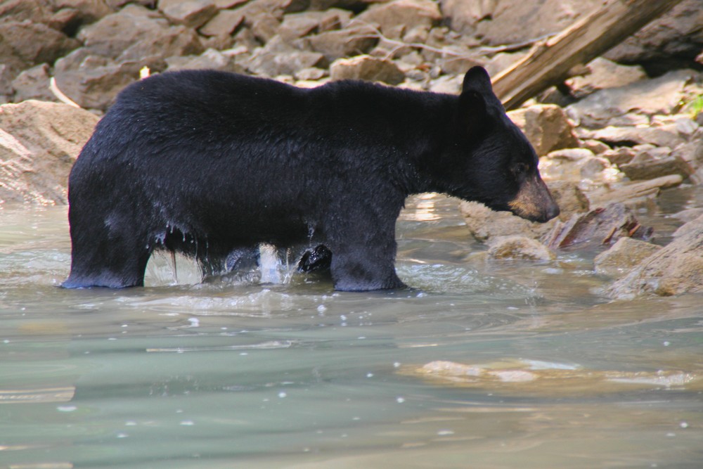 Bär im Wasser