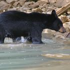 Bär im Wasser