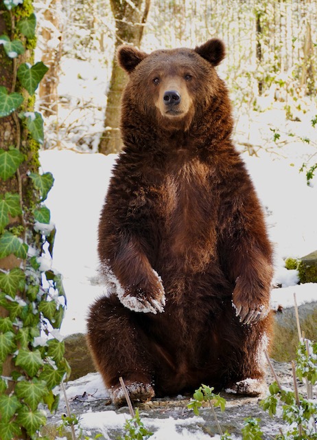 Bär im Wildpark