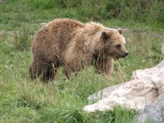 Bär im Wildpark Poing