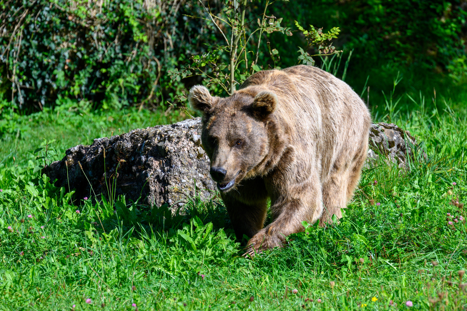 Bär im Wildtierpark Goldau (CH)