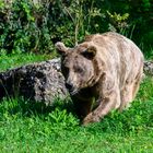 Bär im Wildtierpark Goldau (CH)