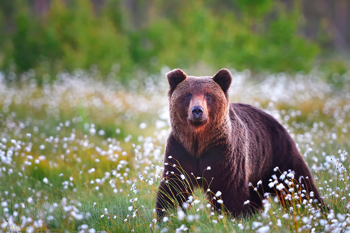 Bär im Wollgras