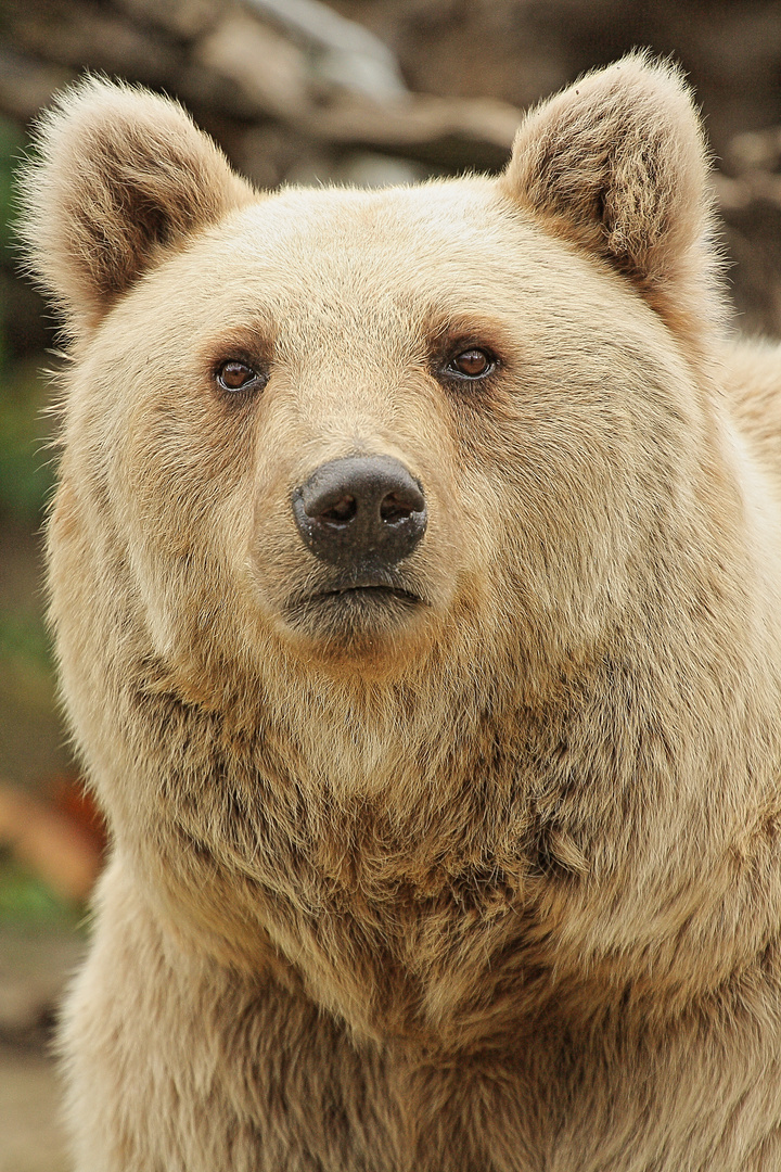 Bär im Zoo Heidelberg