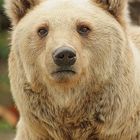 Bär im Zoo Heidelberg