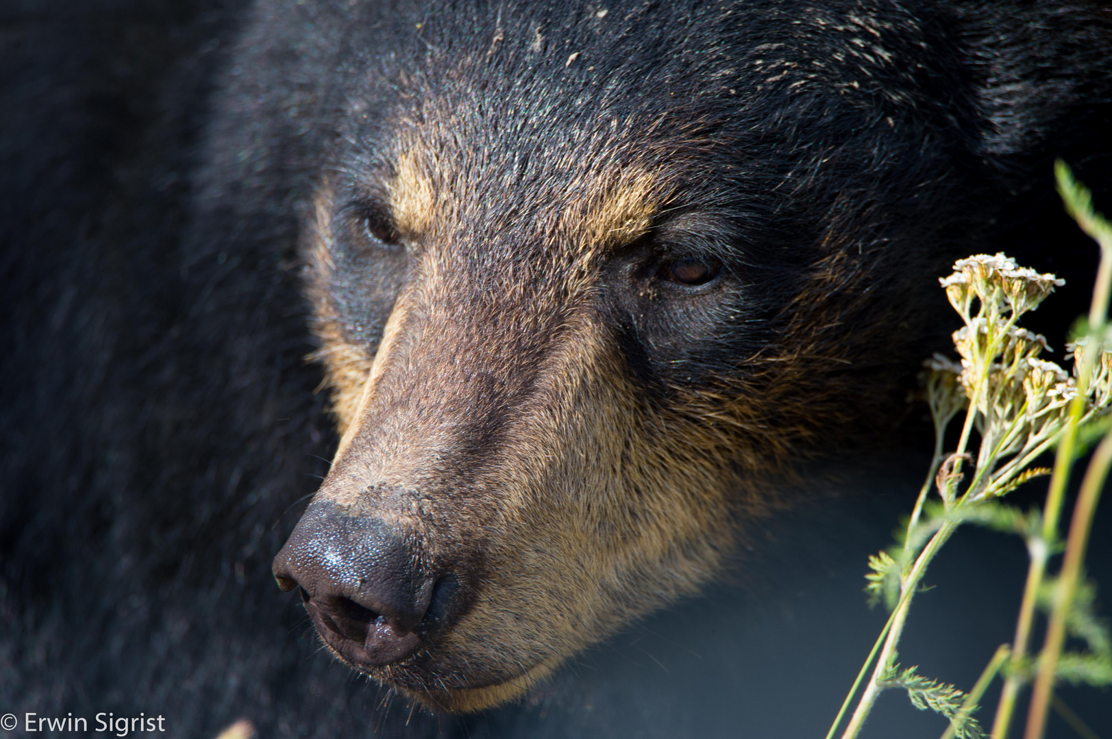 Bär in Alaska