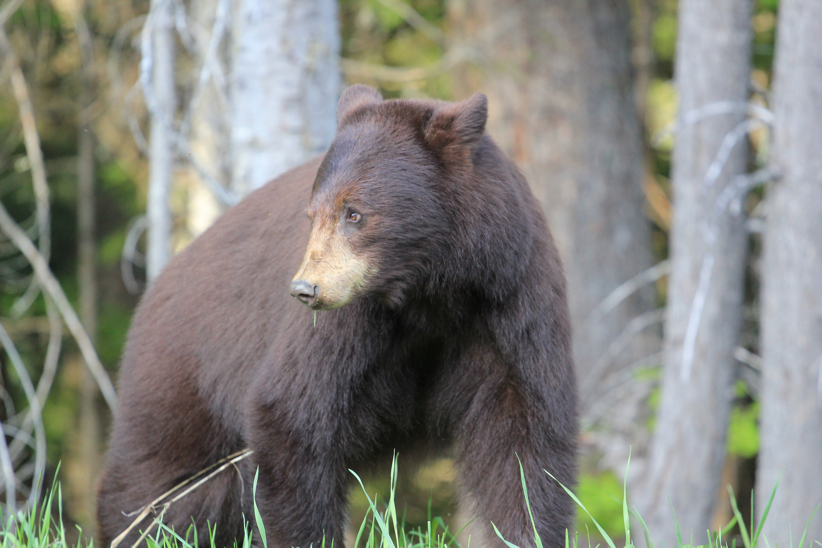 Bär in British Columbia