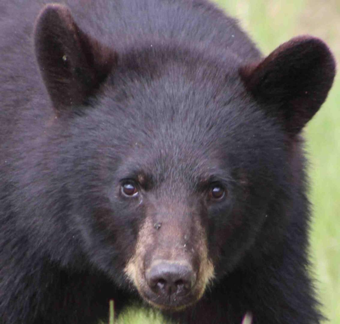 Baer in Canada