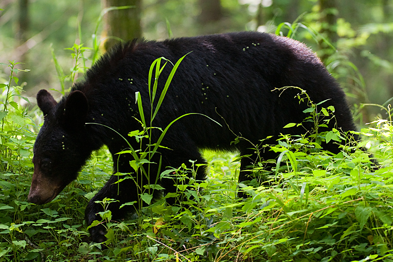 Bär in den Smoky Mountains