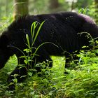 Bär in den Smoky Mountains