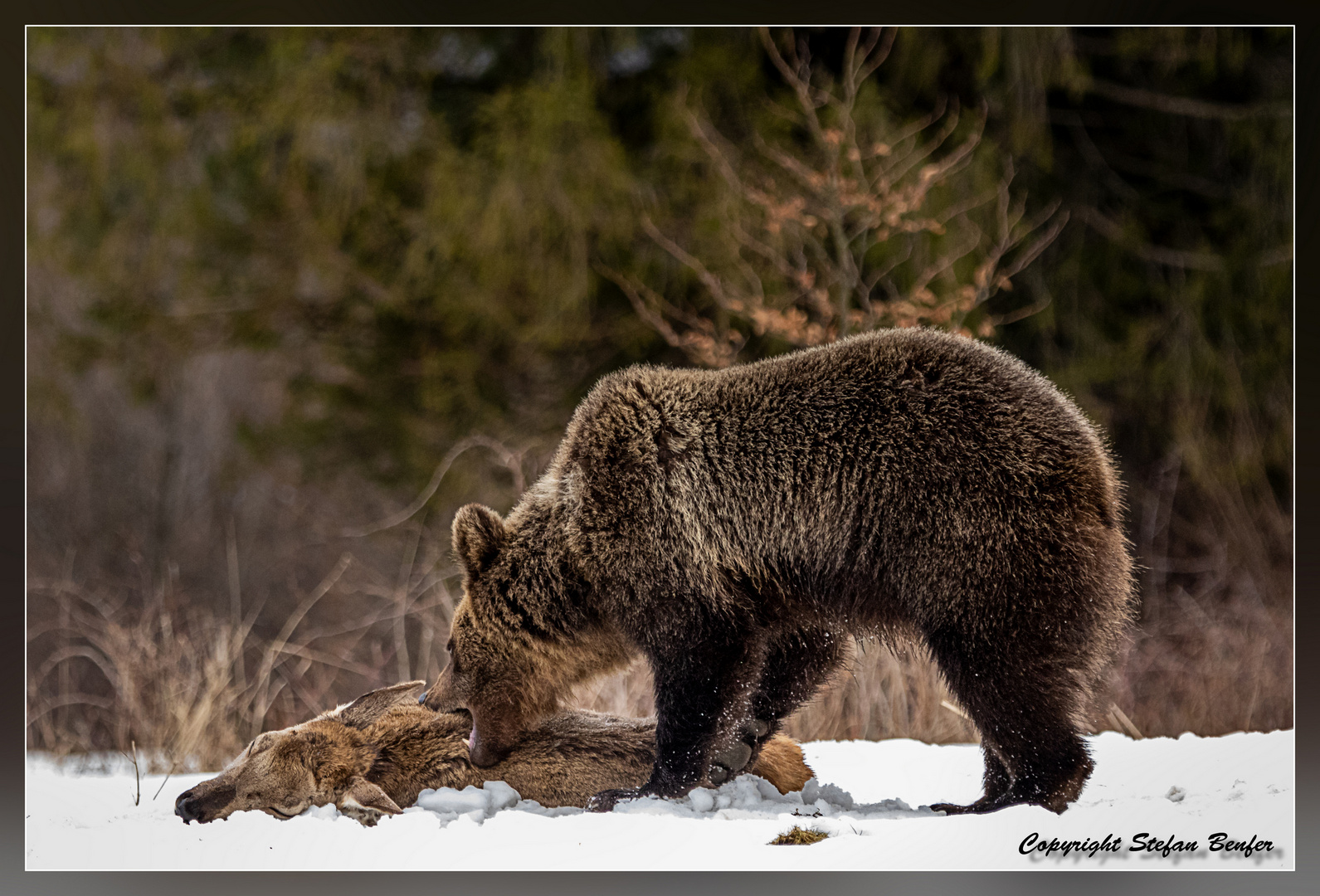 Bär in den Waldkarparten