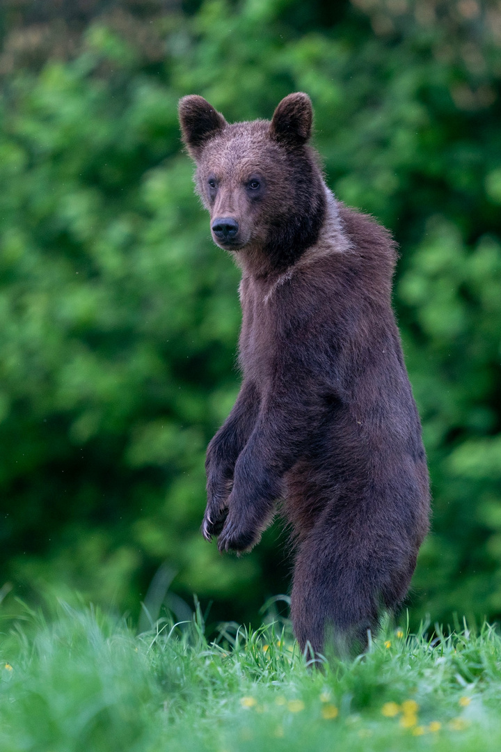 Bär in den Waldkarpaten 