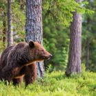 Bär in der Abendsonne