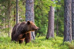 Bär in der Abendsonne