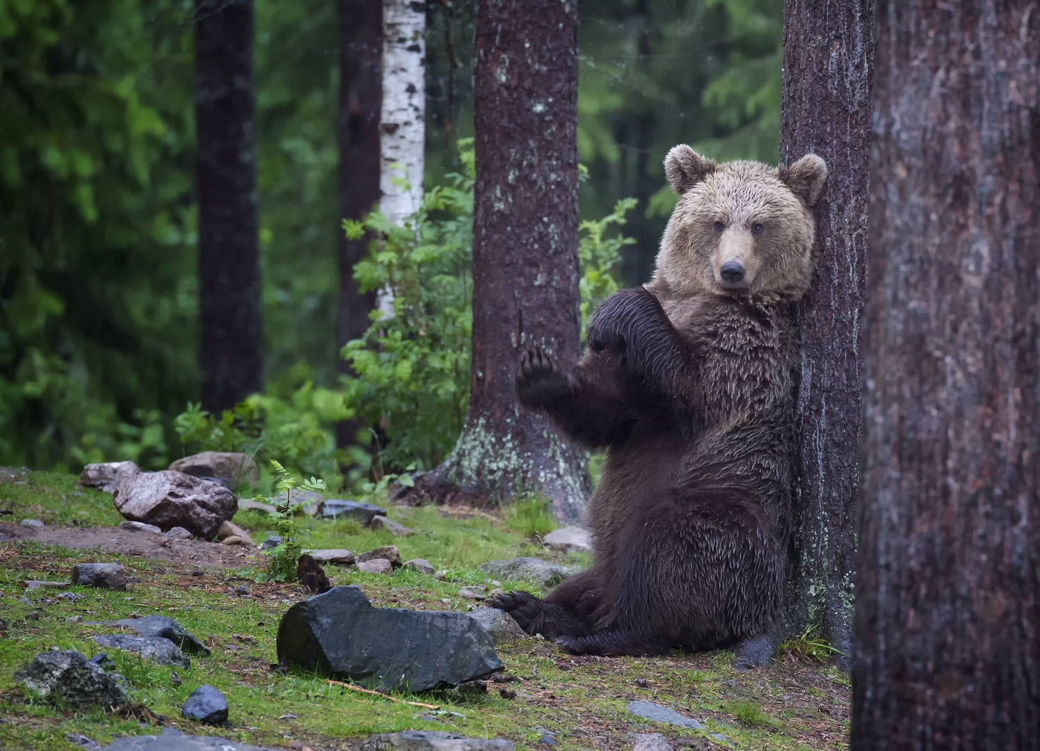 Bär in Finnland