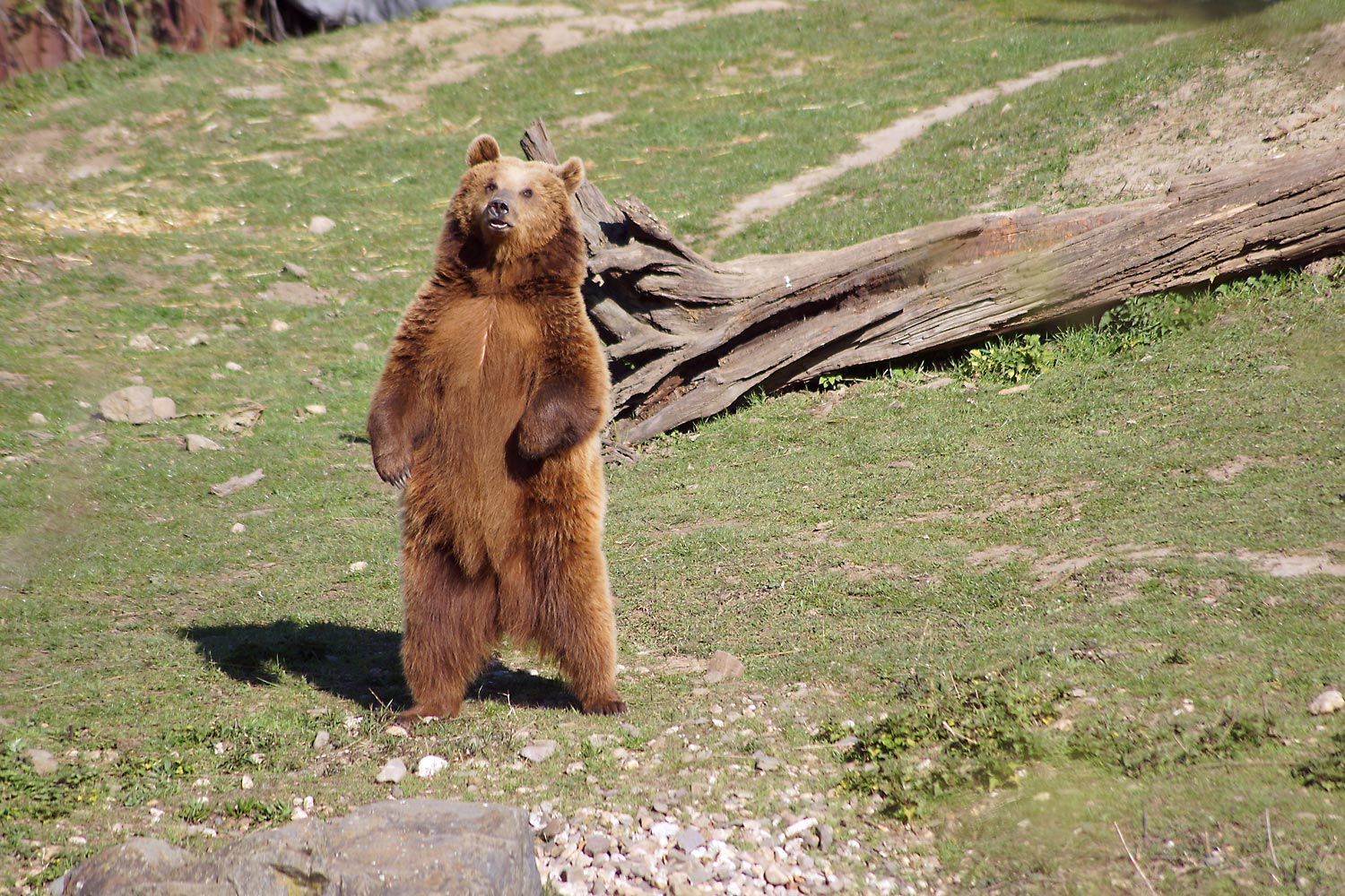 Bär in Gelsekirchen Zoom Erlebniswelt