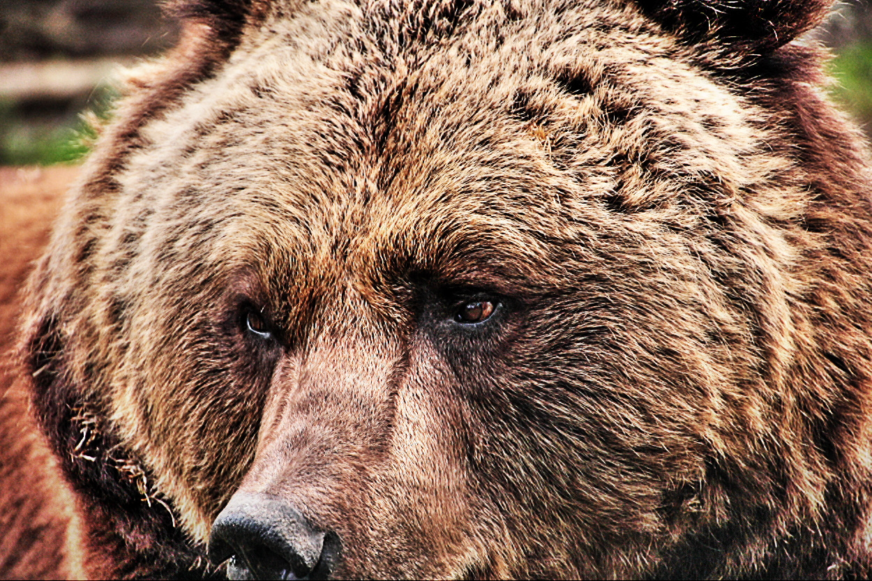 Bär in HDR