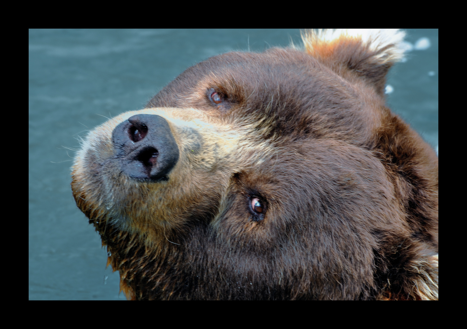 Bär in Wasser