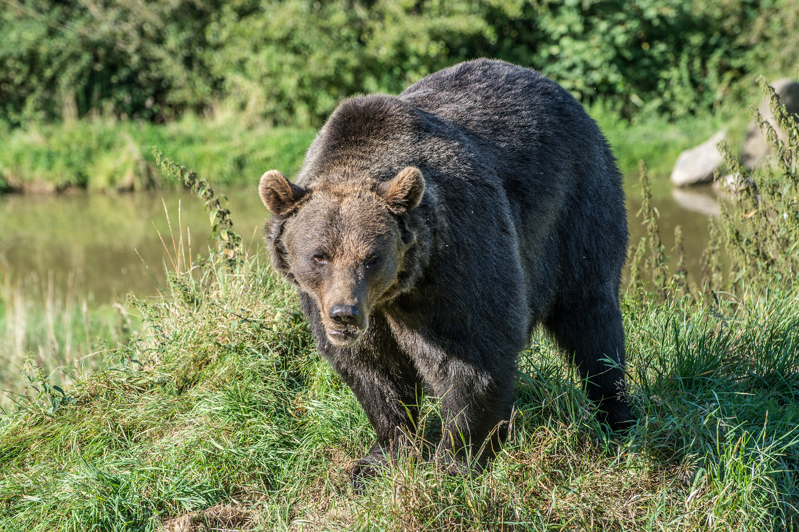 Bär in Weilburg