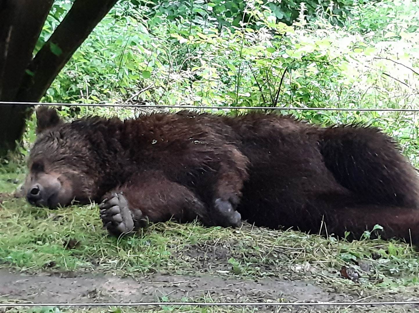 Bär ist müde