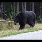 Bär - Jasper - Canada