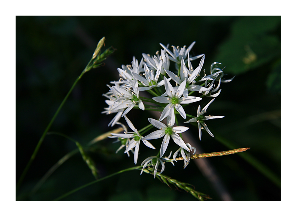 Bär-Lauch (Allium ursinum)